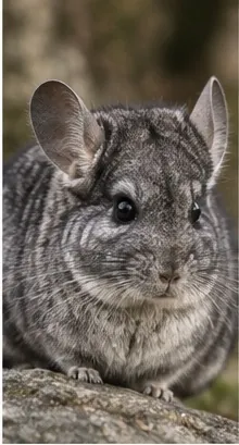 Chinchilla