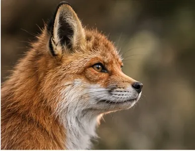Red fox in profile