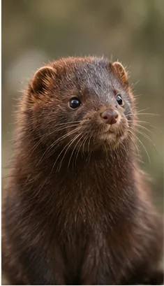 American mink