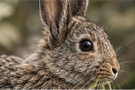 Close-up of a wild rabbit's face and whiskers